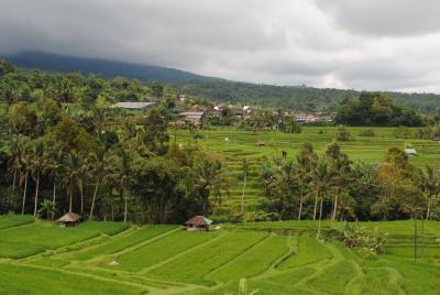 Rice fields in west Bali.